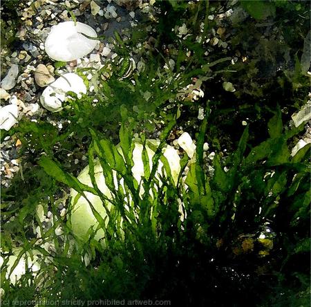 White Pebble