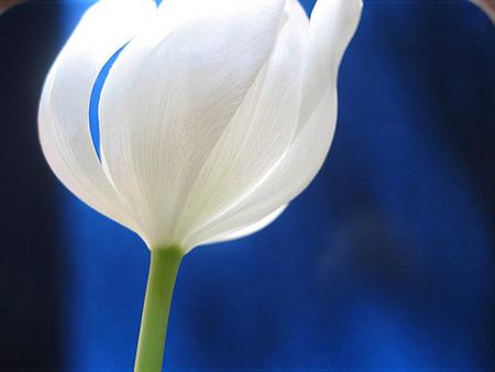 White Tulip