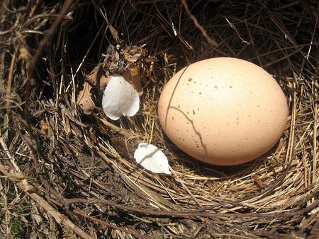 Nest and Egg