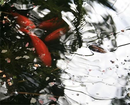 Five goldfish