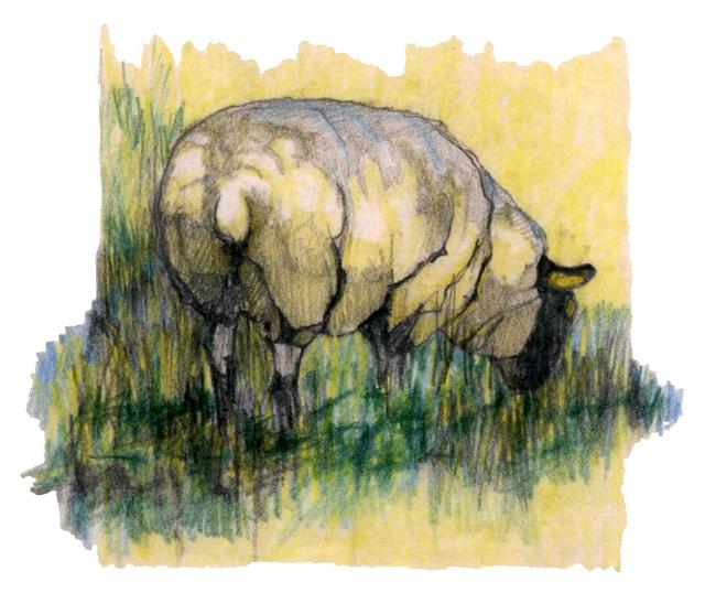 Sheep