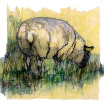 Sheep Grazing
