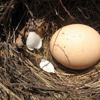 Nest and Egg