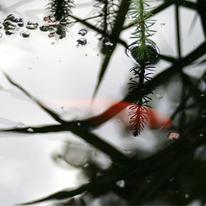 One goldfish