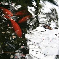 Five goldfish