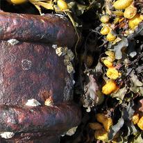Pipe and seaweed
