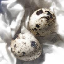 Two Quails Eggs