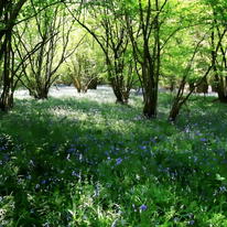 Bluebell Woods
