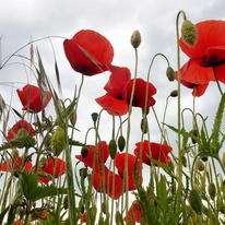 Poppies