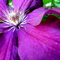 Clematis