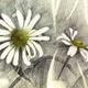 Daisies
