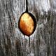 Golden Egg