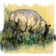 Sheep Grazing
