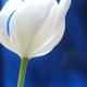 White Tulip