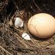 Nest and Egg