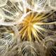 Dandelion Seedhead