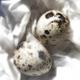 Two Quails Eggs