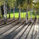 Tree shadows