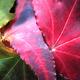 Autumn Colours