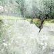 The Old Orchard