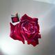 Rose Mural