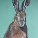 Hare