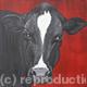 Cow 2711