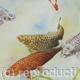 Koi Gathering Part 2