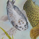 Koi Gathering 1 sample