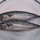 Mackerel on a plate