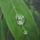 Raindrop on leaf
