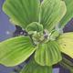 Water plant