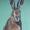 Hare