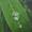 Raindrop on leaf