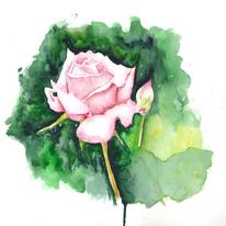 Pink Rose Willow