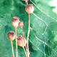 Seed Pods