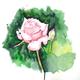 Pink Rose Willow