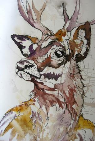 Stag
