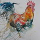 Cockerel