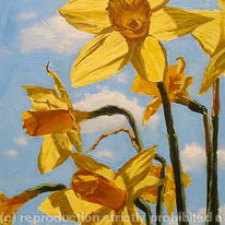 Daffodil Sketch