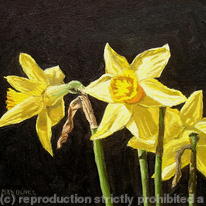 Daffs