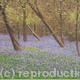 Blue Bells at Hollow… | | 40 x 30cm | Oil on canvas Blue Bells at Hollow…