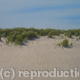 Sand Dunes, Haven Point,… | | 46 x 36cm | Oil on canvas Sand Dunes, Haven Point,…