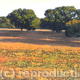 Oaks in Cornfield, Dorset