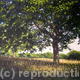 Tree near Keepers Cottage
