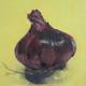 Red Onion