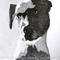 Jack Russell