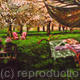 apple blossom with deck…