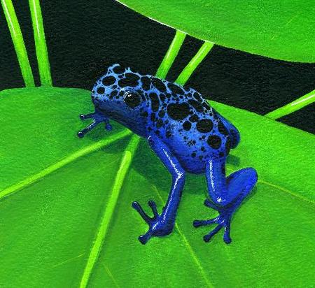 Blue Arboreal Frog 