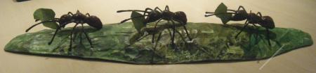 *SOLD* Leaf Cutter Ants